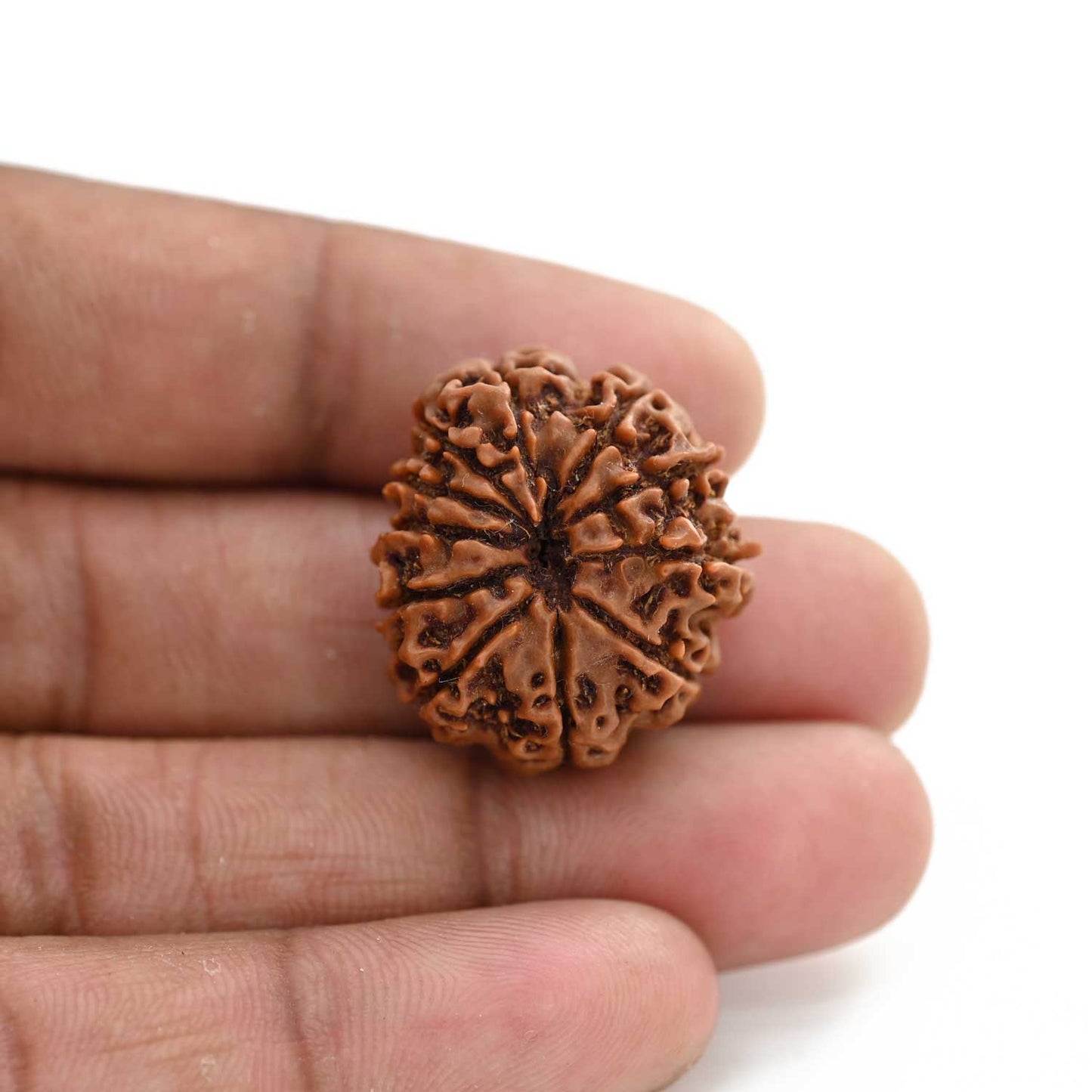11 Mukhi Rudraksha (Nepal) 27.2 M.M.