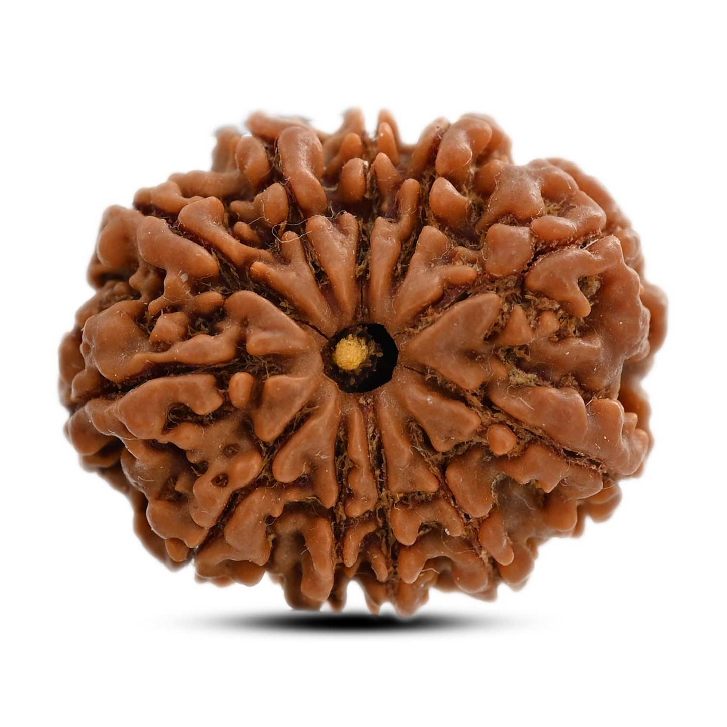 11 Mukhi Rudraksha (Nepal) 27.3 M.M.