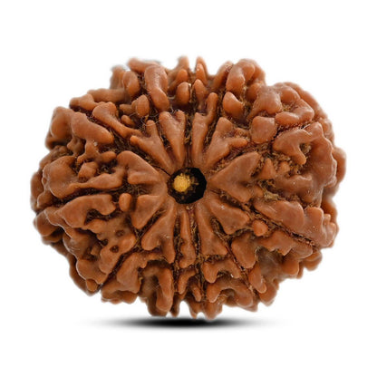 11 Mukhi Rudraksha (Nepal) 27.3 M.M.
