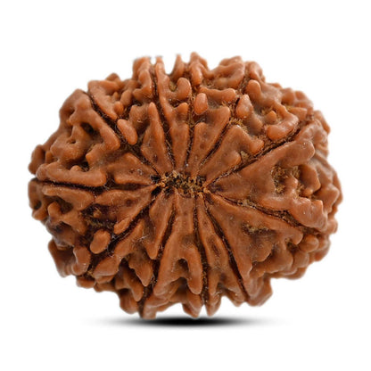 11 Mukhi Rudraksha (Nepal) 27.3 M.M.