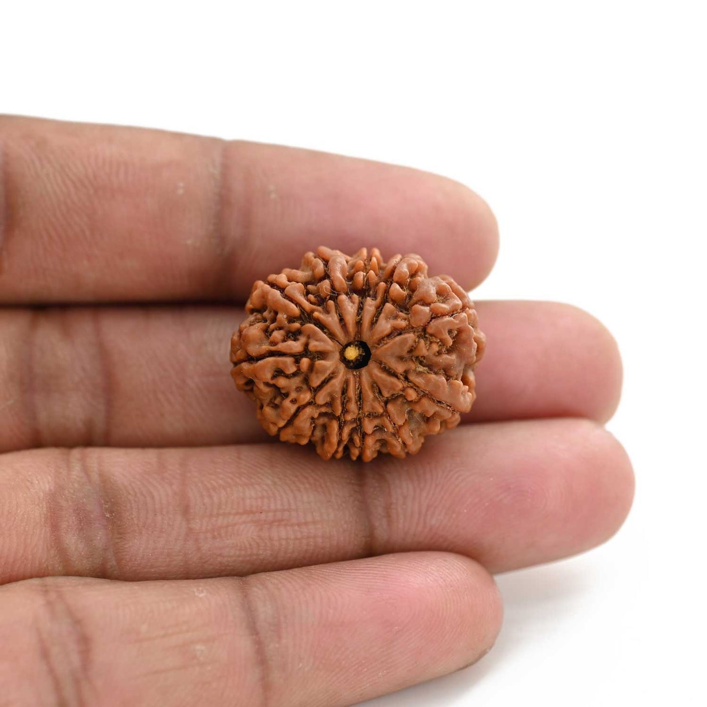 11 Mukhi Rudraksha (Nepal) 27.3 M.M.