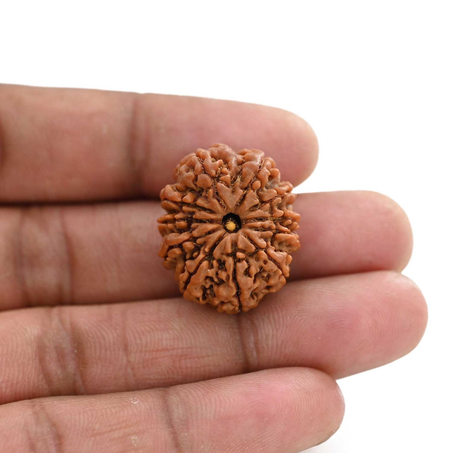 11 Mukhi Rudraksha (Nepal) 27.3 M.M.