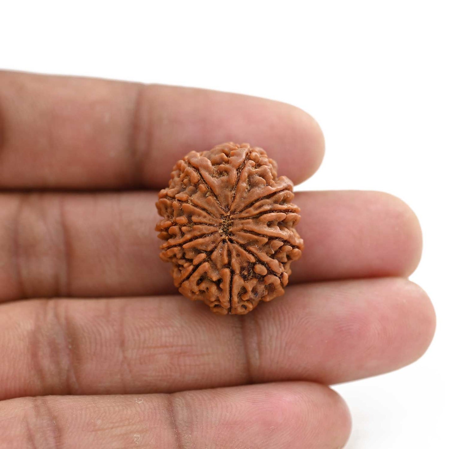11 Mukhi Rudraksha (Nepal) 27.3 M.M.