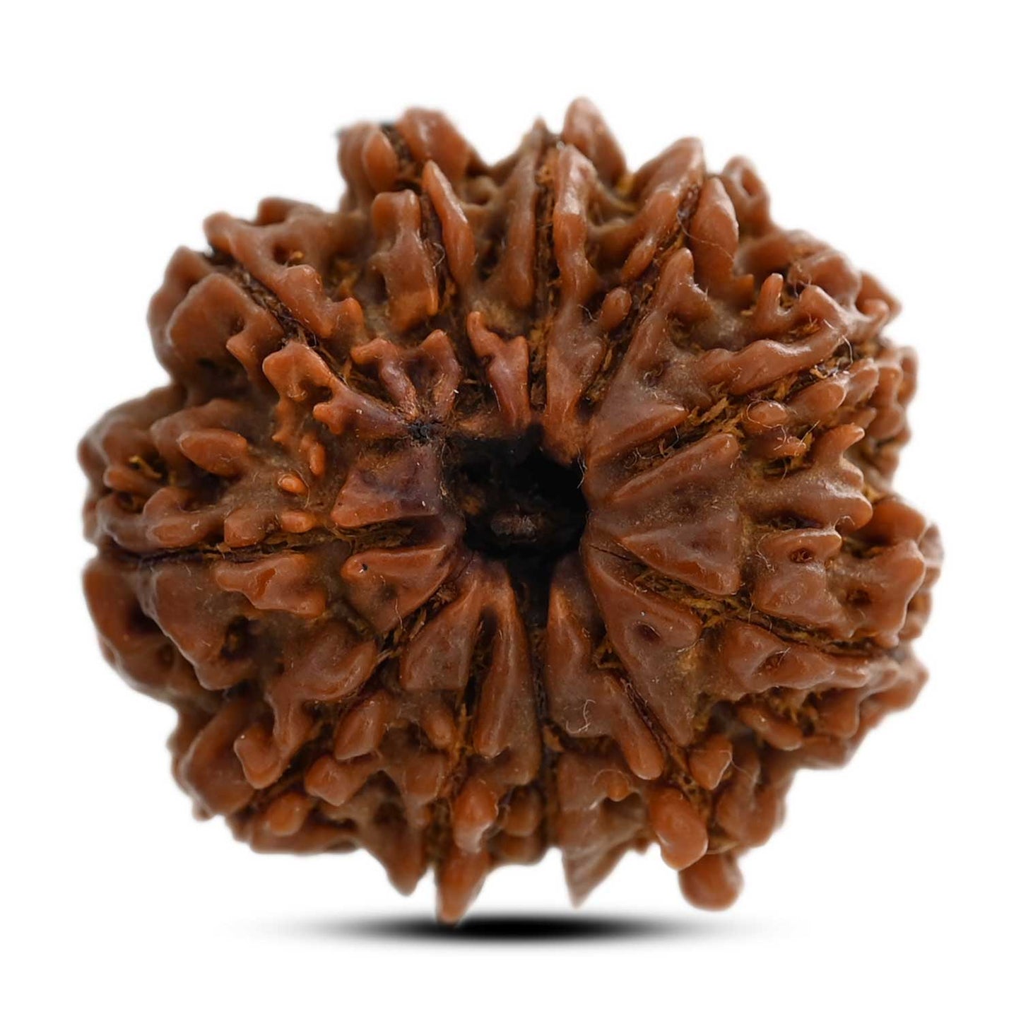 11 Mukhi Rudraksha (Nepal) 27.45 M.M.