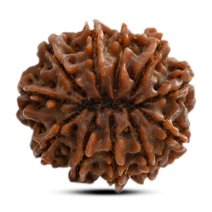 11 Mukhi Rudraksha (Nepal) 27.45 M.M.