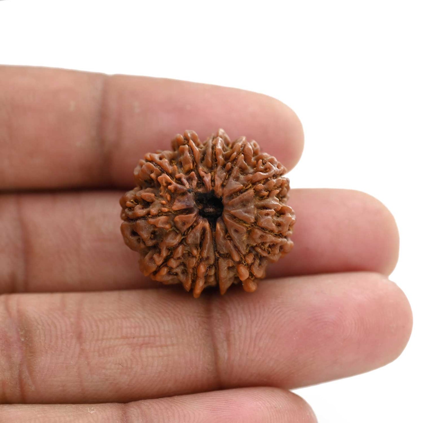 11 Mukhi Rudraksha (Nepal) 27.45 M.M.