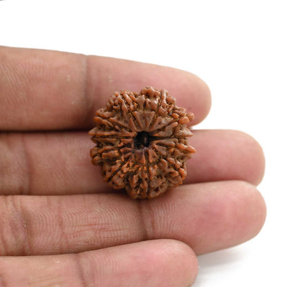 11 Mukhi Rudraksha (Nepal) 27.45 M.M.