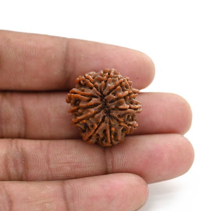 11 Mukhi Rudraksha (Nepal) 27.45 M.M.