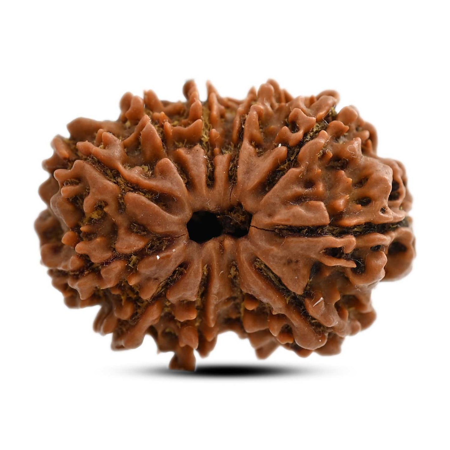 11 Mukhi Rudraksha (Nepal) 24.13 M.M.