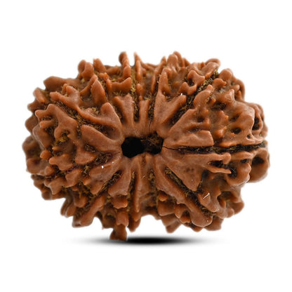 11 Mukhi Rudraksha (Nepal) 24.13 M.M.