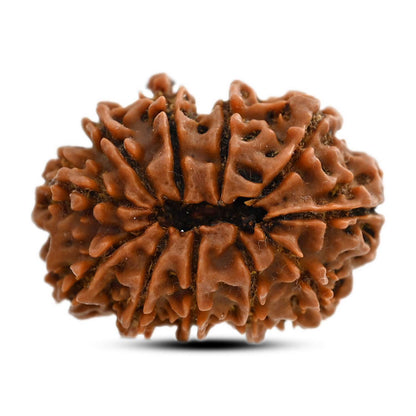 11 Mukhi Rudraksha (Nepal) 24.13 M.M.