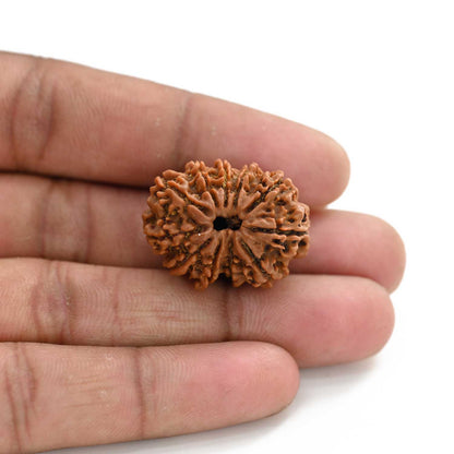 11 Mukhi Rudraksha (Nepal) 24.13 M.M.