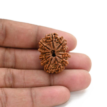 11 Mukhi Rudraksha (Nepal) 24.13 M.M.