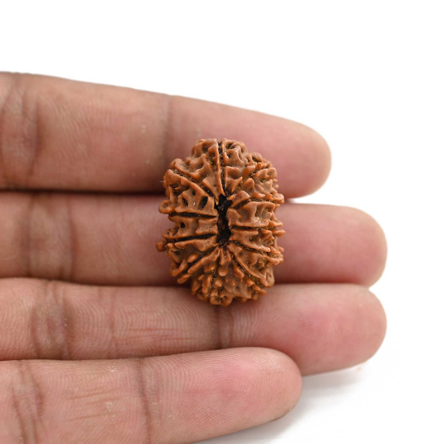 11 Mukhi Rudraksha (Nepal) 24.13 M.M.