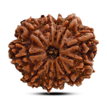 11 Mukhi Rudraksha (Nepal) 26.85 M.M.
