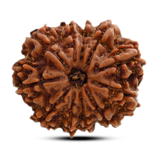 11 Mukhi Rudraksha (Nepal) 26.85 M.M.