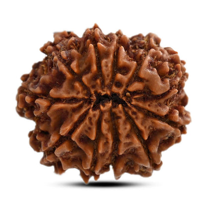 11 Mukhi Rudraksha (Nepal) 26.85 M.M.