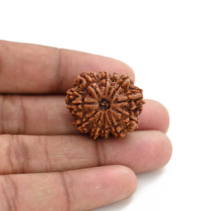 11 Mukhi Rudraksha (Nepal) 26.85 M.M.