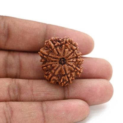 11 Mukhi Rudraksha (Nepal) 26.85 M.M.