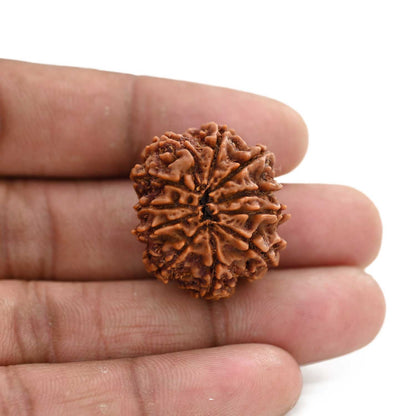 11 Mukhi Rudraksha (Nepal) 26.85 M.M.
