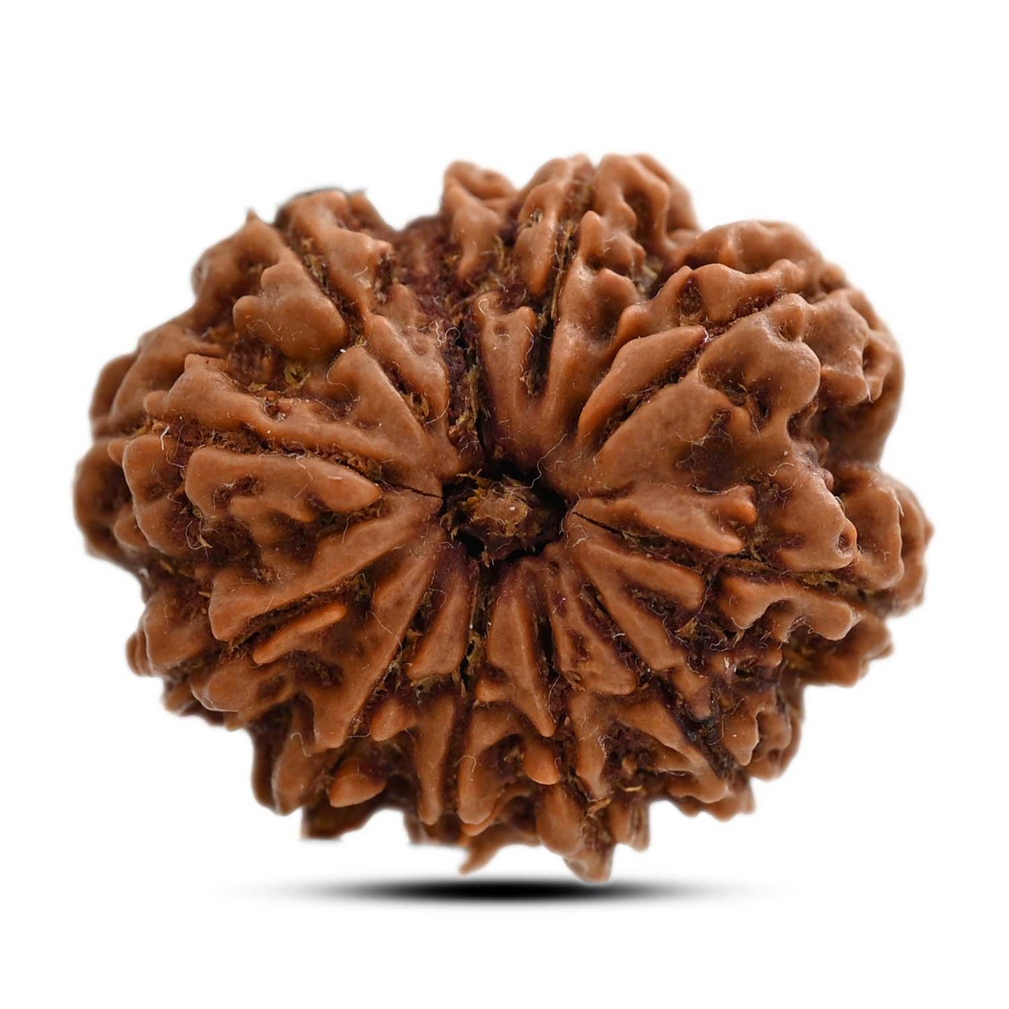 11 Mukhi Rudraksha (Nepal) 27.65 M.M.