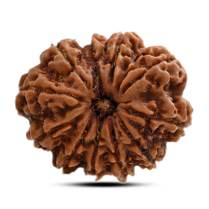 11 Mukhi Rudraksha (Nepal) 27.65 M.M.