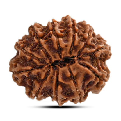 11 Mukhi Rudraksha (Nepal) 27.65 M.M.