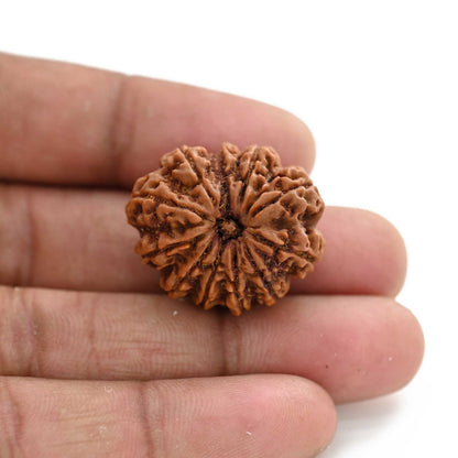 11 Mukhi Rudraksha (Nepal) 27.65 M.M.