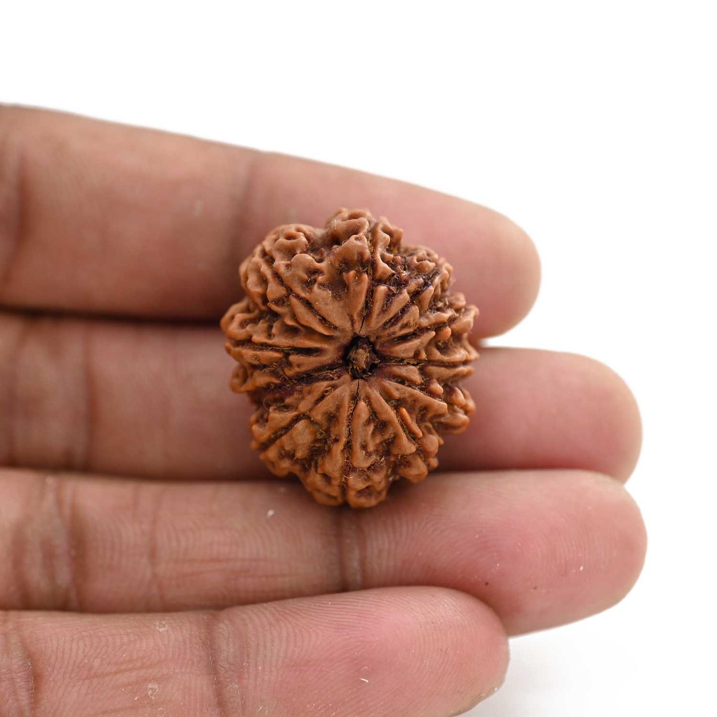 11 Mukhi Rudraksha (Nepal) 27.65 M.M.