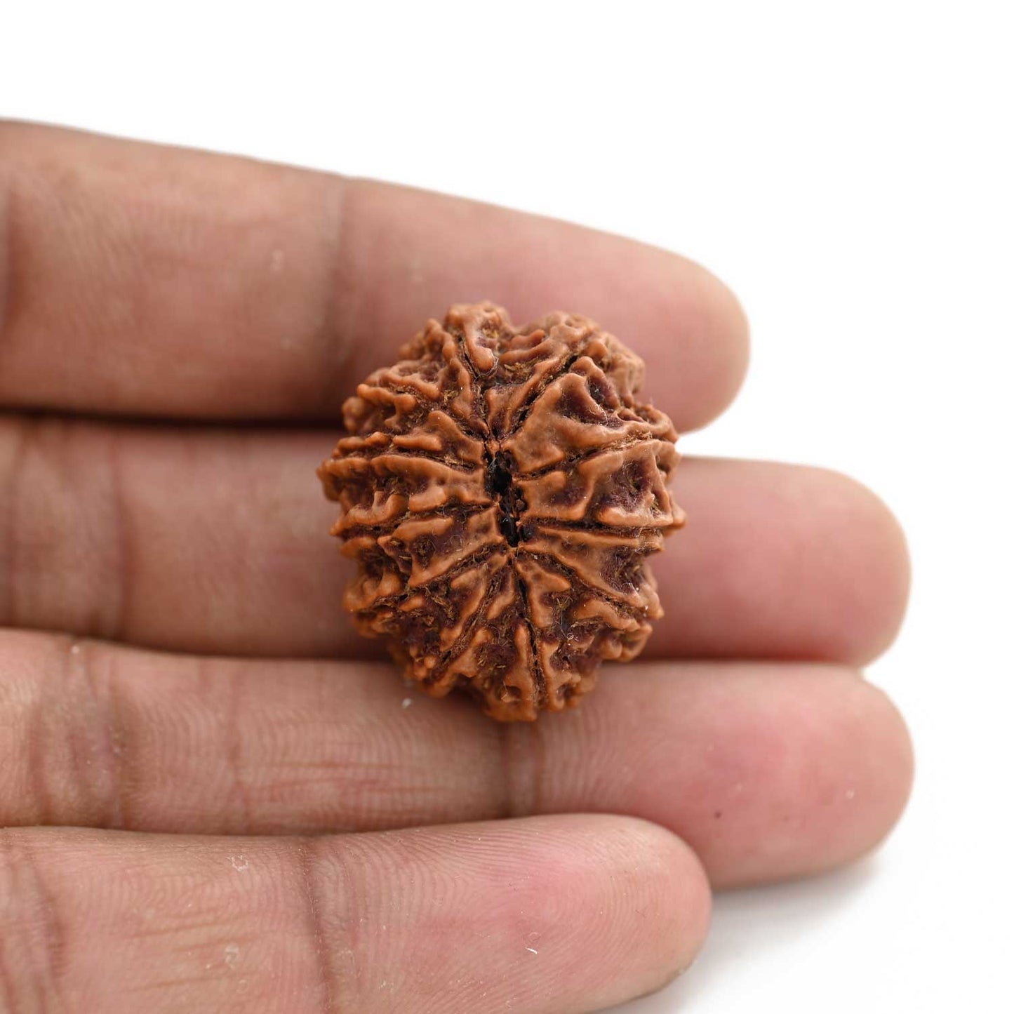 11 Mukhi Rudraksha (Nepal) 27.65 M.M.