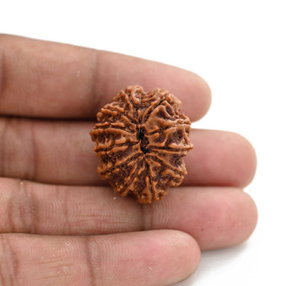 11 Mukhi Rudraksha (Nepal) 27.65 M.M.