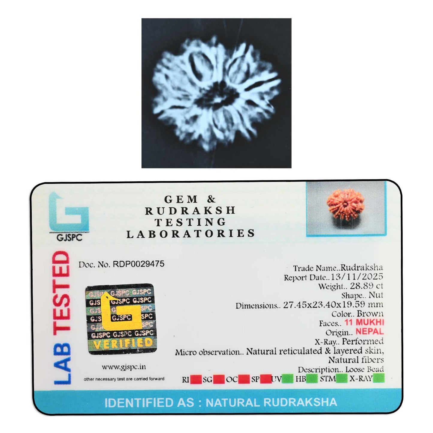 11 Mukhi Rudraksha (Nepal) 27.65 M.M.