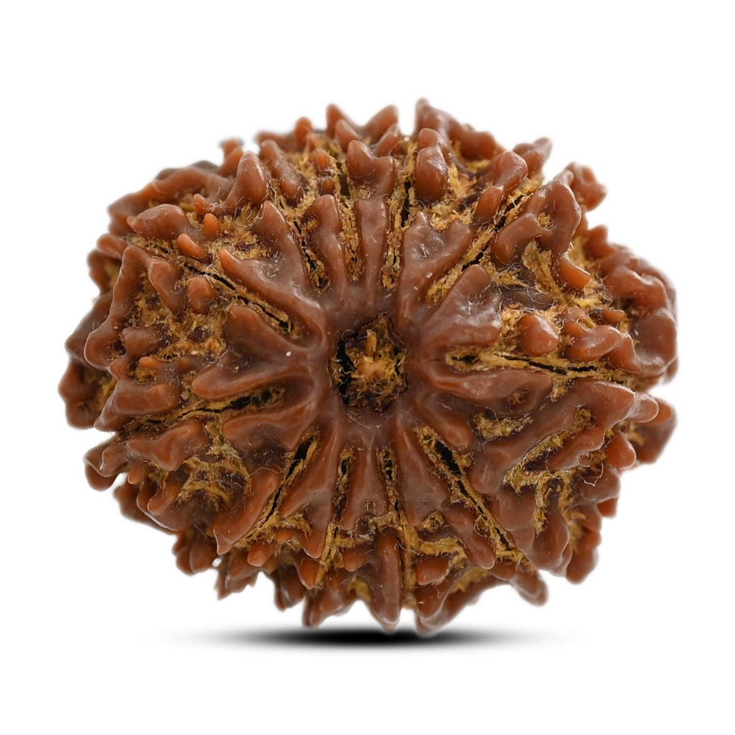 11 Mukhi Rudraksha (Nepal) 24.8 M.M.