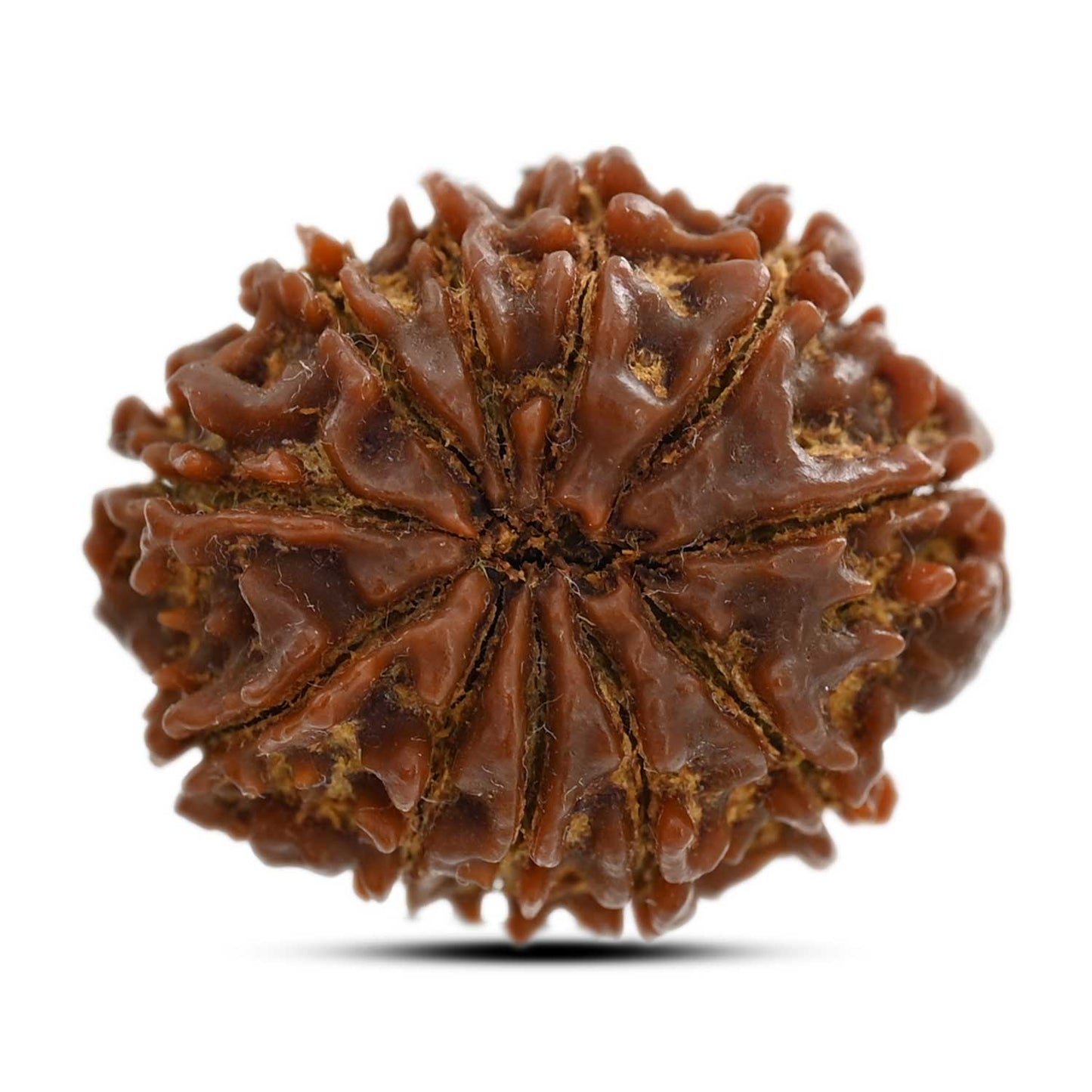 11 Mukhi Rudraksha (Nepal) 24.8 M.M.