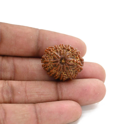 11 Mukhi Rudraksha (Nepal) 24.8 M.M.