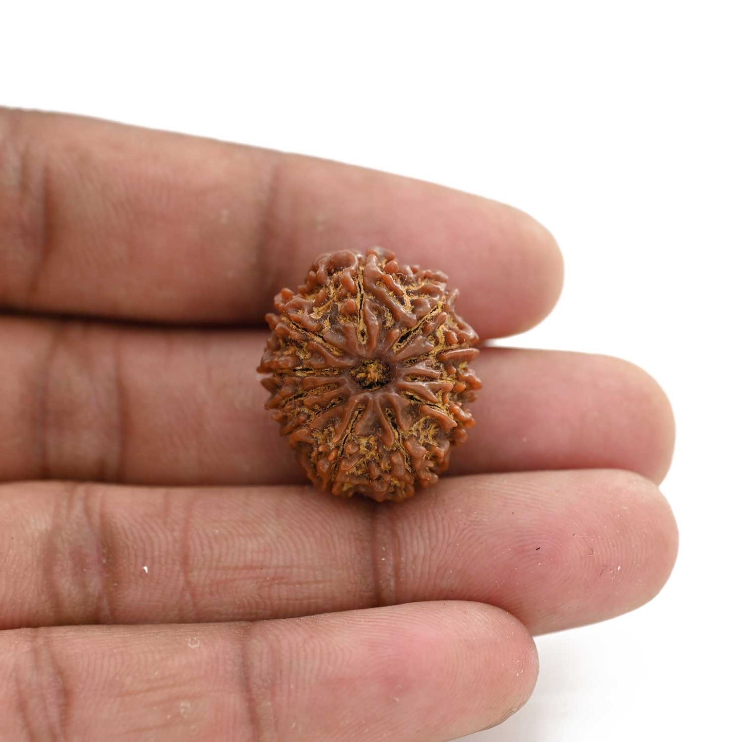 11 Mukhi Rudraksha (Nepal) 24.8 M.M.
