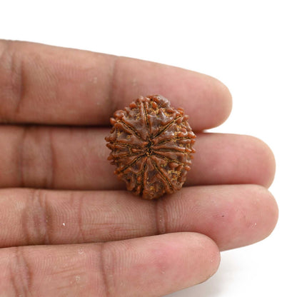 11 Mukhi Rudraksha (Nepal) 24.8 M.M.