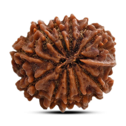 11 Mukhi Rudraksha (Nepal) 27.8 M.M.