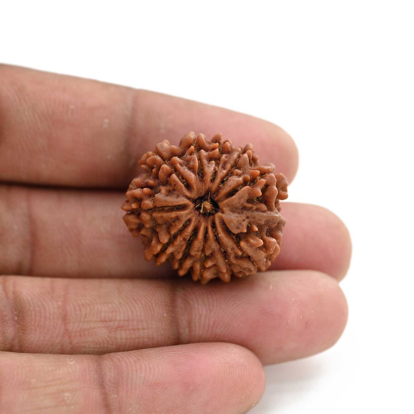 11 Mukhi Rudraksha (Nepal) 27.8 M.M.