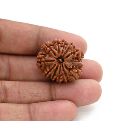 11 Mukhi Rudraksha (Nepal) 27.8 M.M.