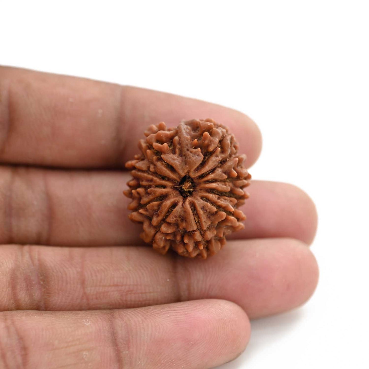 11 Mukhi Rudraksha (Nepal) 27.8 M.M.