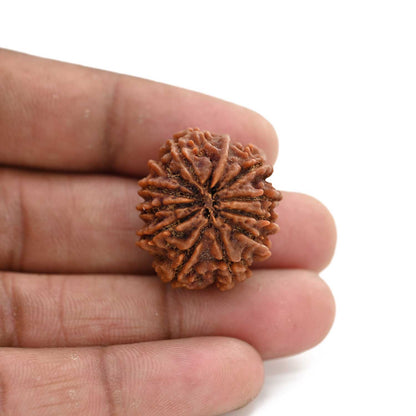 11 Mukhi Rudraksha (Nepal) 27.8 M.M.