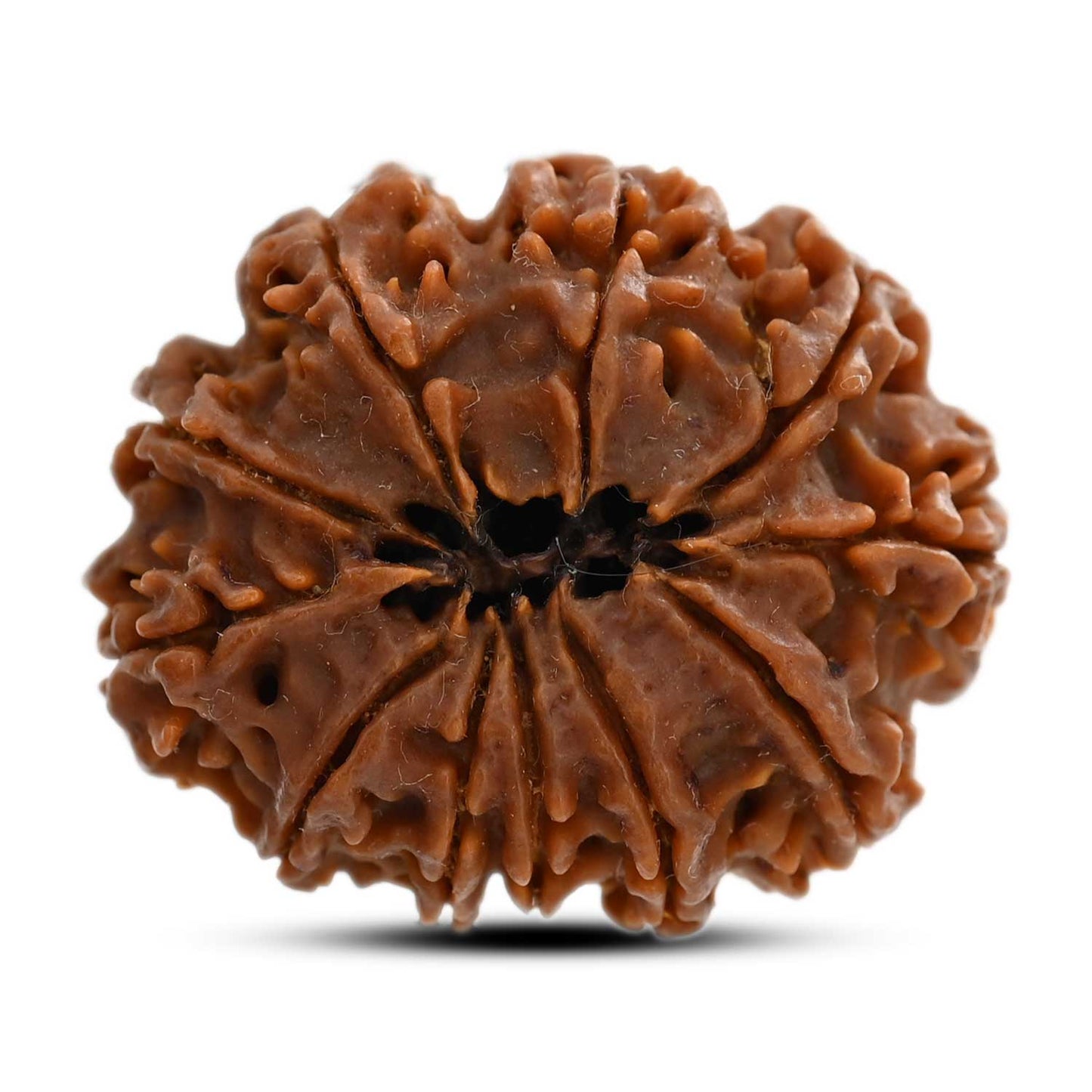11 Mukhi Rudraksha (Nepal) 25.85 M.M.