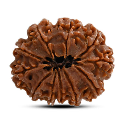 11 Mukhi Rudraksha (Nepal) 25.85 M.M.