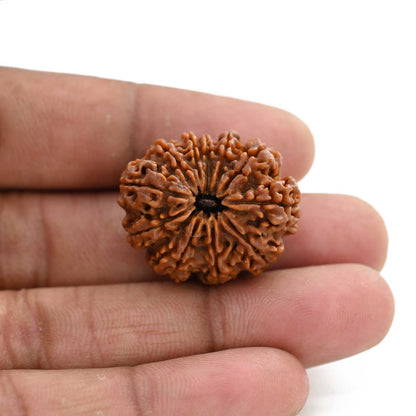 11 Mukhi Rudraksha (Nepal) 25.85 M.M.