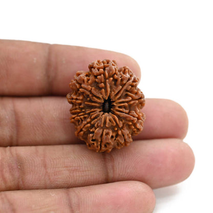 11 Mukhi Rudraksha (Nepal) 25.85 M.M.
