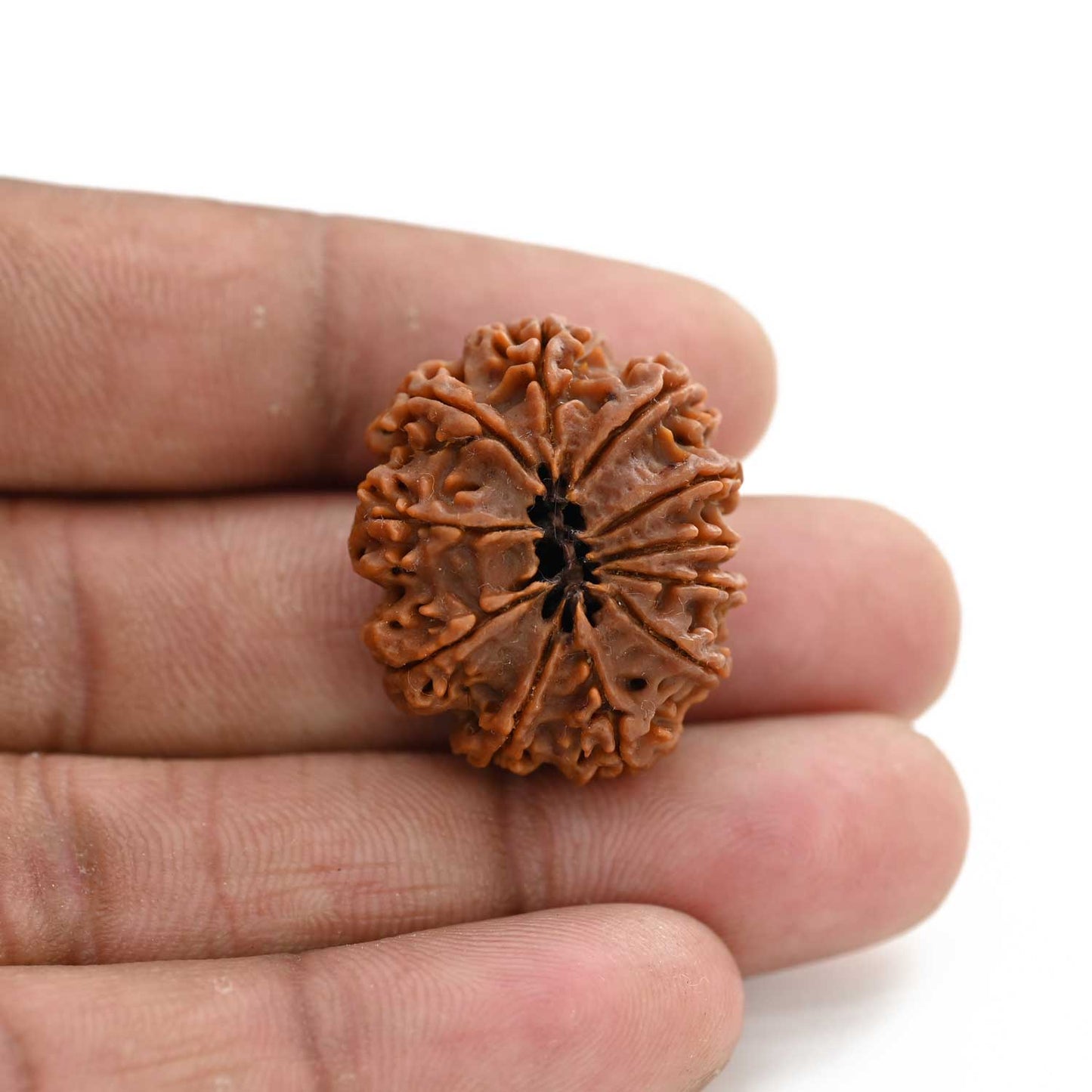 11 Mukhi Rudraksha (Nepal) 25.85 M.M.