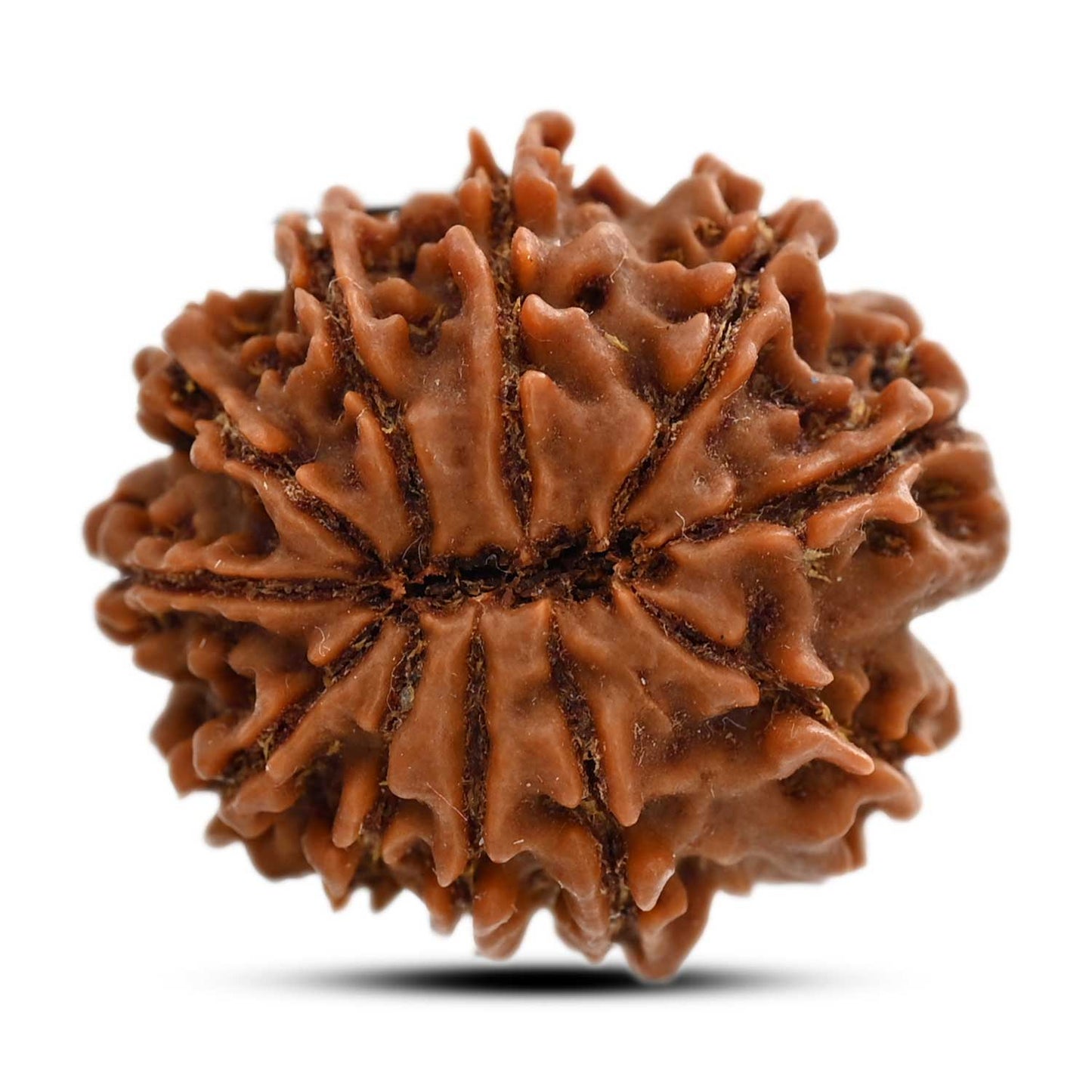 11 Mukhi Rudraksha (Nepal) 28.6 M.M.