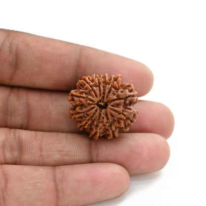 11 Mukhi Rudraksha (Nepal) 28.6 M.M.
