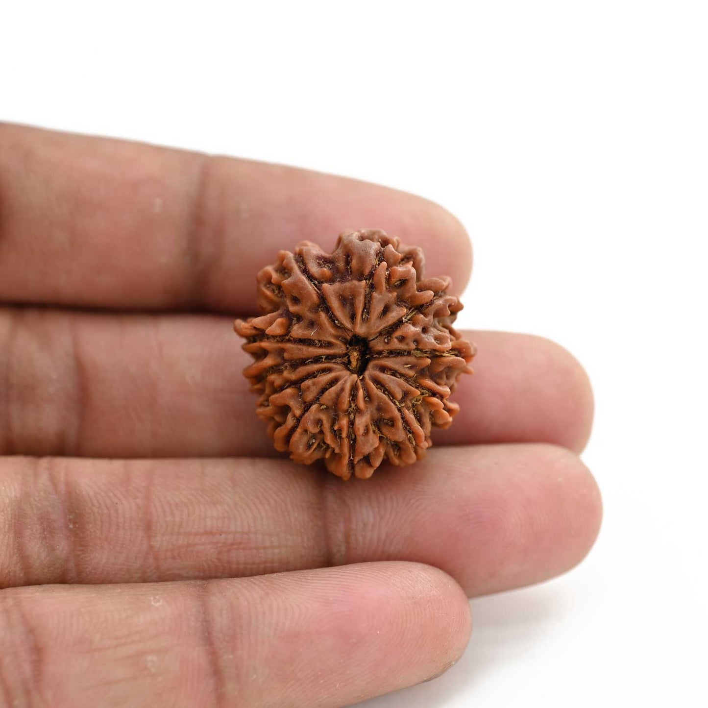 11 Mukhi Rudraksha (Nepal) 28.6 M.M.